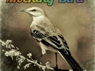 Luxury-SA-–-Mocking-Bird